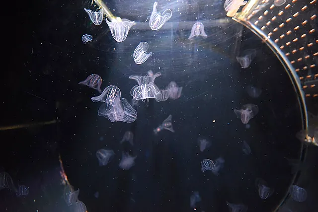 Meduse trasparenti con i tentacoli che fluttuano in una vasca rotonda scura