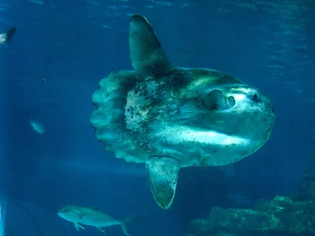 Un pesce luna visto di lato in una grande vasca, con altri pesci intorno