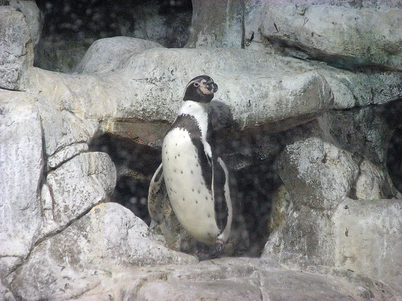 A penguin standing on rocks in a rocky enclosure