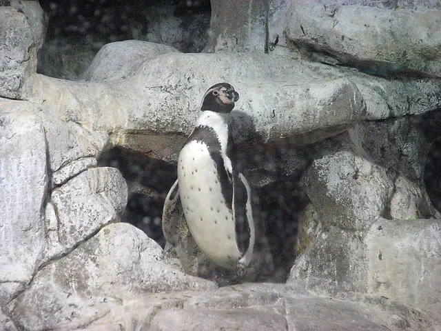 Un pinguino fermo sulle rocce in un recinto roccioso