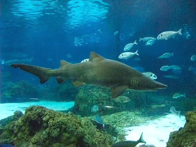 Uno squalo toro che scivola in una grande vasca con pesci e fondale sabbioso