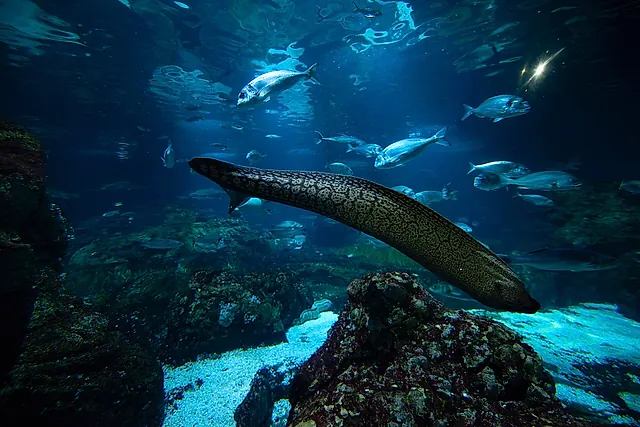 Una grossa murena e banchi di pesci argentati nella grande vasca mediterranea, con le rocce sul fondo